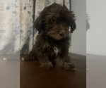 Small #41 Havanese