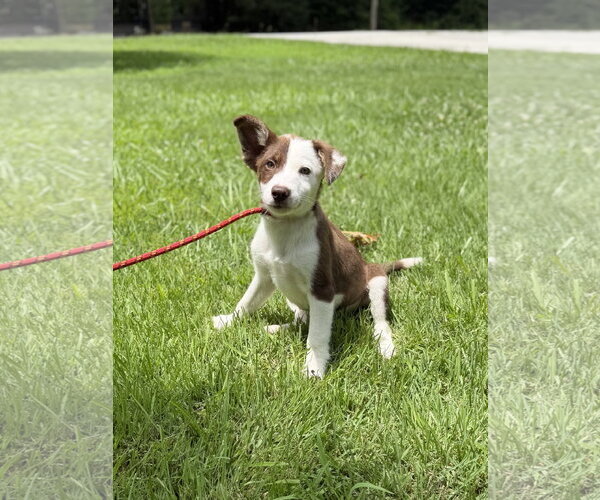 Medium Photo #3 Australian Shepherd Puppy For Sale in Yardley, PA, USA