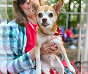 Charley - Male Chihuahua-Unknown Mix Dog for Adoption - Photo #11