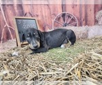 Small #2 Catahoula Leopard Dog