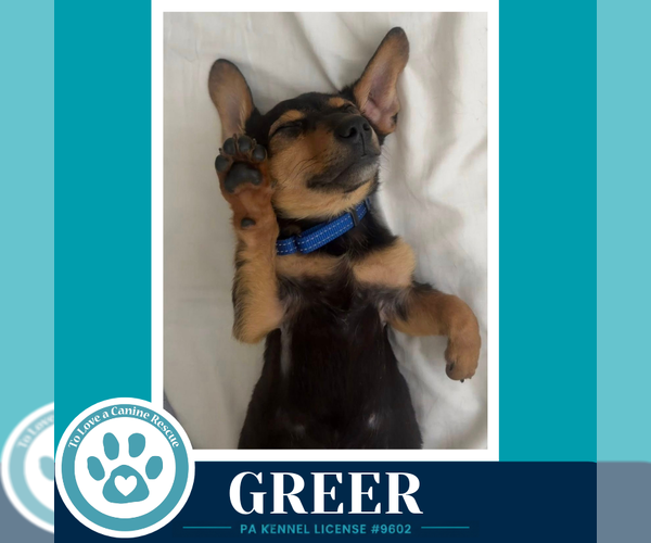 Medium Photo #3 Dachshund Puppy For Sale in Kimberton, PA, USA