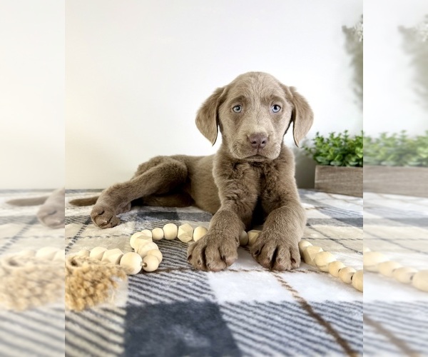 Medium Photo #2 Labrador Retriever Puppy For Sale in GREENFIELD, IN, USA