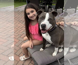 Angela - Female American Pit Bull Terrier Dog for Adoption - Photo #3