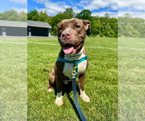 American Staffordshire Terrier Dogs for adoption in Lawrenceville, NJ, USA