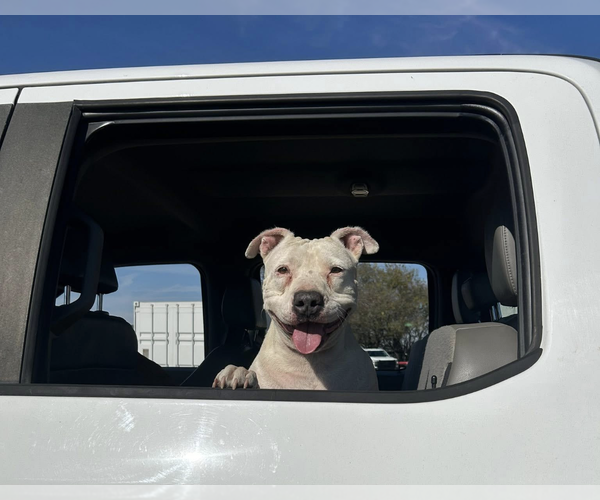 Medium Photo #2 Mutt Puppy For Sale in Denton, TX, USA