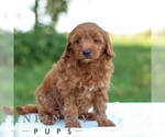 Small #3 Goldendoodle (Miniature)