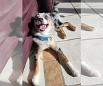 Small Photo #1 Pomsky Puppy For Sale in KANSAS CITY, KS, USA