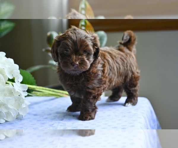 Medium Photo #6 ShihPoo Puppy For Sale in MILLERSBURG, OH, USA