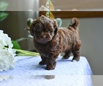 Small #5 ShihPoo