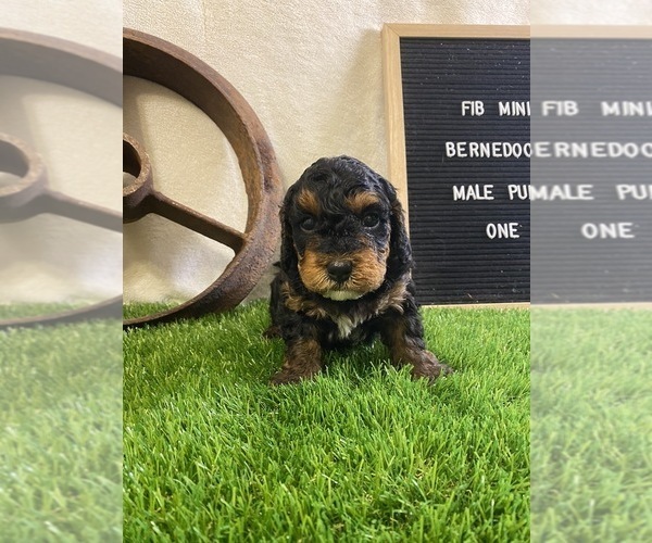 Medium Photo #6 Miniature Bernedoodle Puppy For Sale in CORALVILLE, IA, USA
