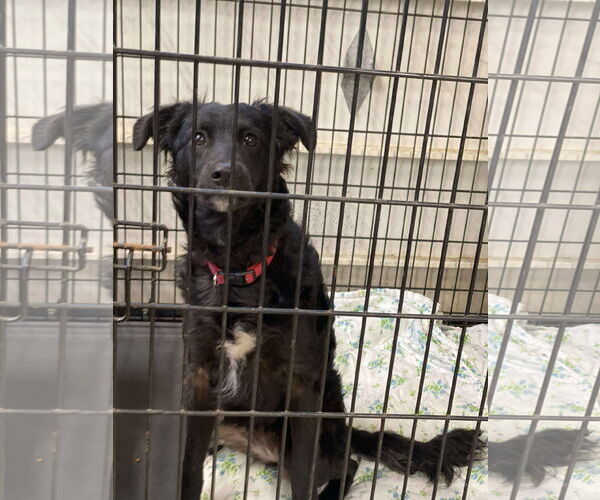 Medium Photo #1 Alaskan Klee Kai-Poodle (Miniature) Mix Puppy For Sale in Lewistown, PA, USA