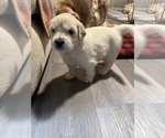 Small #15 Golden Pyrenees