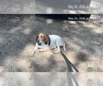 Small Bluetick Coonhound Mix