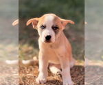 Small #3 Mutt