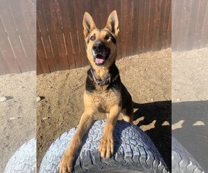 German Shepherd Dog Dogs for adoption in Incline Village, NV, USA