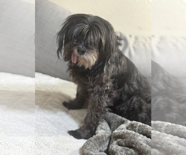 Medium Photo #3 Lhasa Apso-Miniature Schnauzer Mix Puppy For Sale in Phoenix, AZ, USA