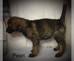 Small Photo #2 German Shepherd Dog Puppy For Sale in PENROSE, CO, USA
