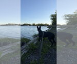 Small #4 Border Collie