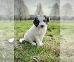 Small Photo #1 Aussiedoodle Puppy For Sale in CONWAY, MO, USA