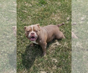 Mother of the American Bully puppies born on 12/29/2024