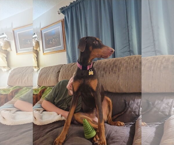 Medium Photo #4 Doberman Pinscher Puppy For Sale in Minneaoplis, MN, USA
