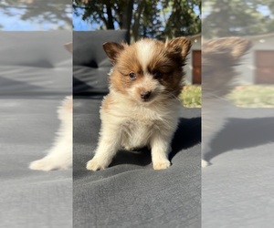 Pomeranian Puppy for sale in NEW BALTIMORE, MI, USA
