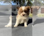 Small Pomeranian