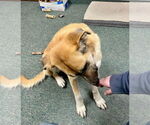 Small #1 Great Pyrenees Mix