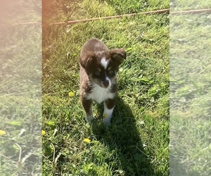 Miniature Australian Shepherd Puppy for sale in FORT MORGAN, CO, USA