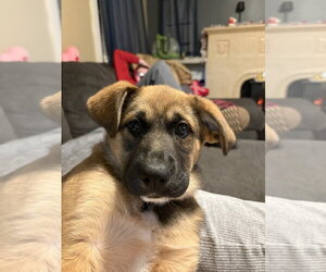 German Shepherd Dog-Unknown Mix Dogs for adoption in Aurora, IN, USA