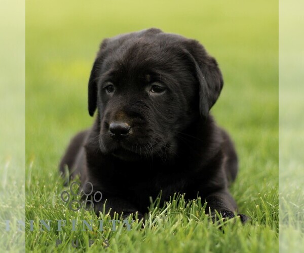 Medium Photo #2 Labrador Retriever Puppy For Sale in RONKS, PA, USA