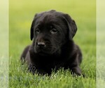 Small #1 Labrador Retriever