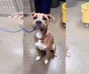 Labrador Retriever-Unknown Mix Dogs for adoption in Tarrytown, GA, USA