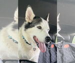 Small #2 Siberian Husky