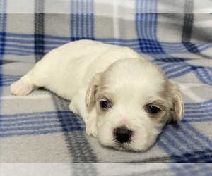 Cavachon Puppy for sale in COSHOCTON, OH, USA