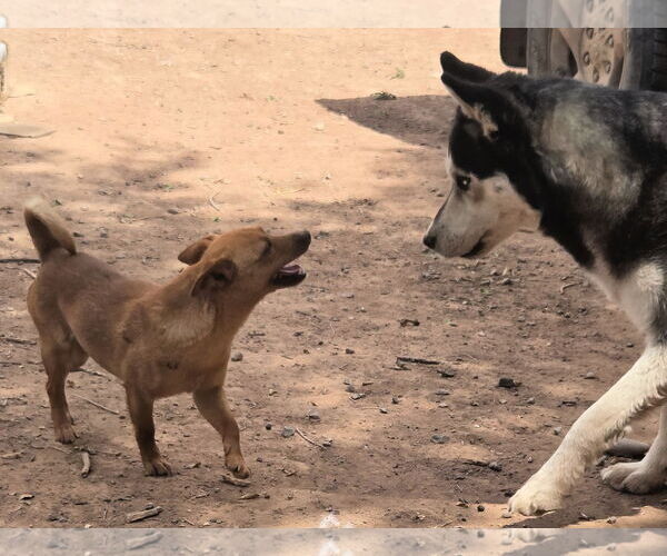 Medium Photo #2 Pineranian Puppy For Sale in Peralta, NM, USA