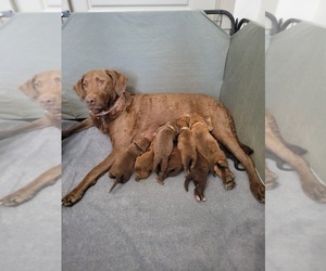 Mother of the Chesapeake Bay Retriever puppies born on 06/18/2022