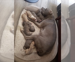 Mother of the American Pit Bull Terrier puppies born on 02/29/2020