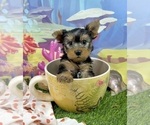 Small #6 Yorkshire Terrier