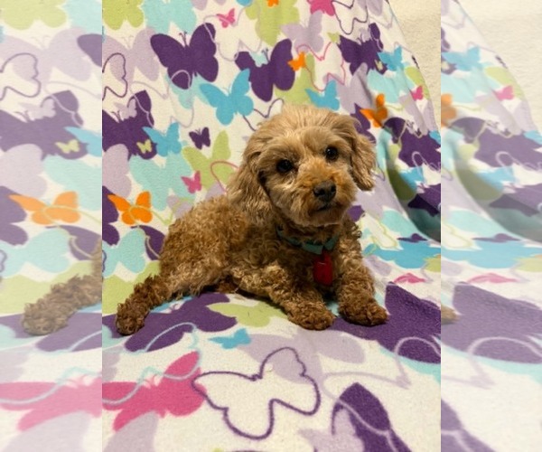 Medium Photo #2 Poodle (Toy) Puppy For Sale in Mukwonago, WI, USA