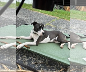 Mutt Dogs for adoption in Germantown, OH, USA