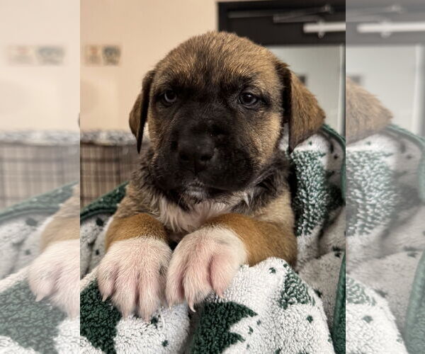 Medium Photo #8 Mutt Puppy For Sale in Sanford, FL, USA