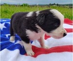 Small Photo #27 Border Collie Puppy For Sale in NORBORNE, MO, USA
