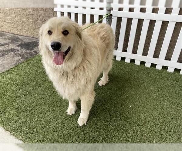Medium Photo #1 Golden Pyrenees Puppy For Sale in Modesto, CA, USA