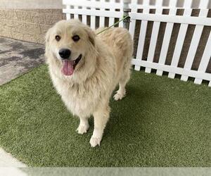 Golden Pyrenees Dogs for adoption in Modesto, CA, USA