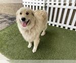 Small Golden Pyrenees