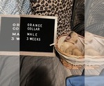 Small Photo #2 Golden Retriever Puppy For Sale in SAN BERNARDINO, CA, USA