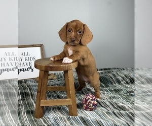 Dachshund Puppy for sale in INDIANAPOLIS, IN, USA