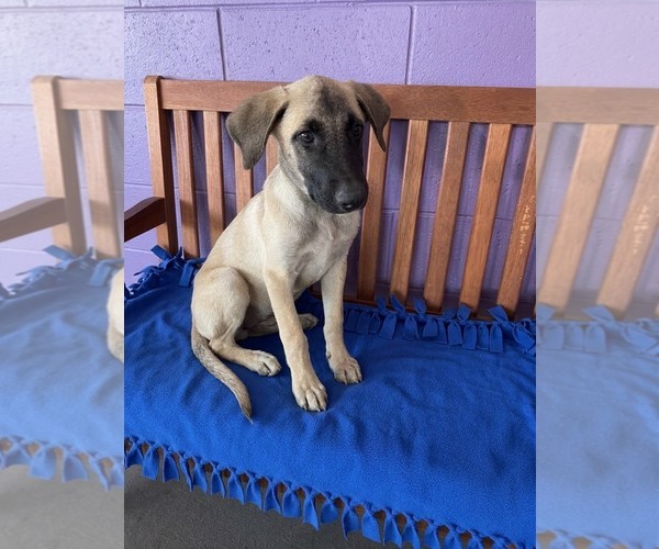 Medium Photo #2 Anatolian Shepherd-Unknown Mix Puppy For Sale in Genesee, WI, USA