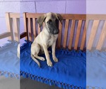 Small #1 Anatolian Shepherd Mix